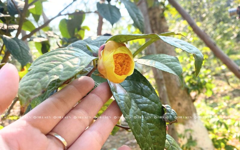 Trà Hoa Vàng dưới góc nhìn Đông y