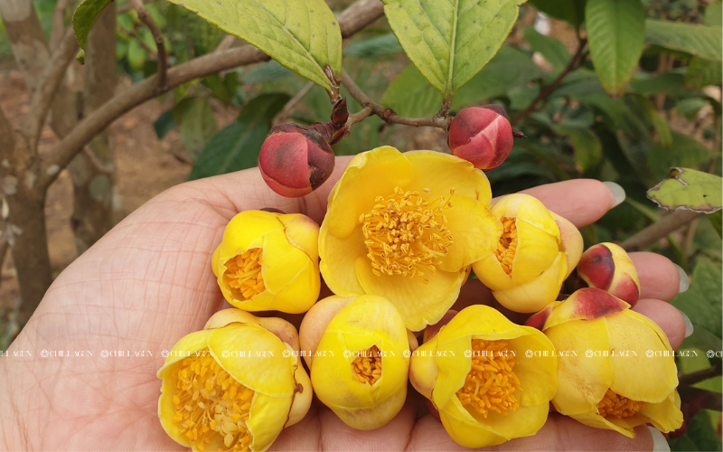 Trà Hoa Vàng dưới góc nhìn Đông y