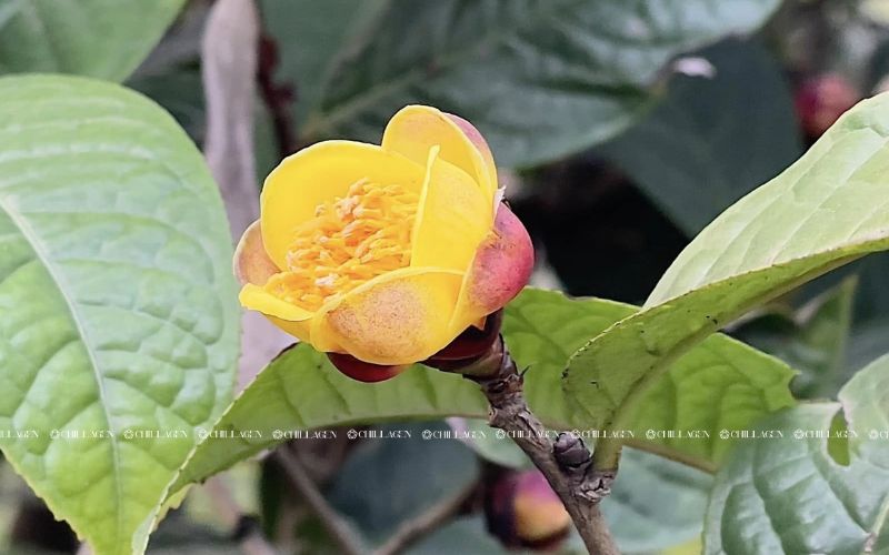 Uống Trà Hoa Vàng có thể bảo vệ gan