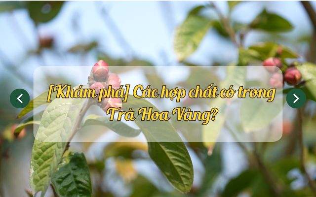 hợp chất có trong Trà Hoa Vàng
