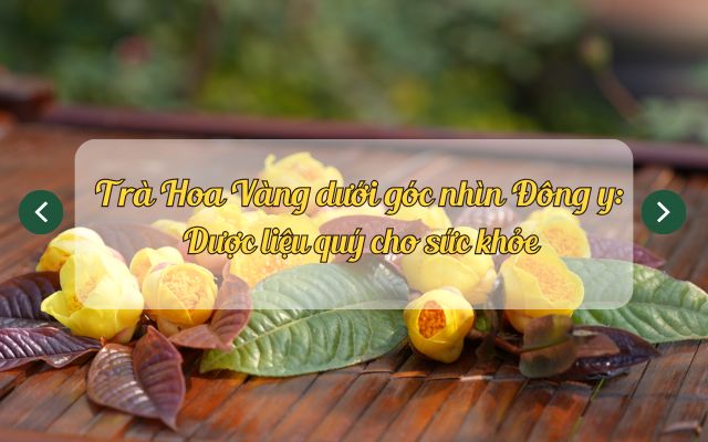 Trà Hoa Vàng dưới góc nhìn Đông y