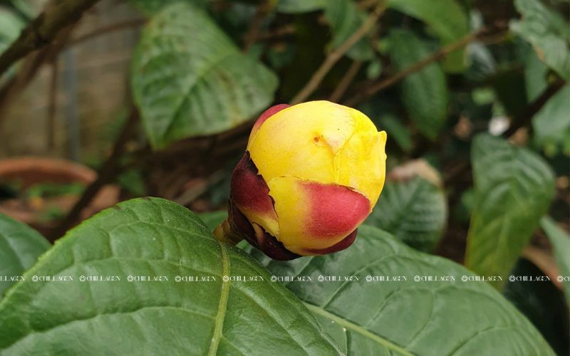 Môi trường sống lý tưởng của Trà Hoa Vàng