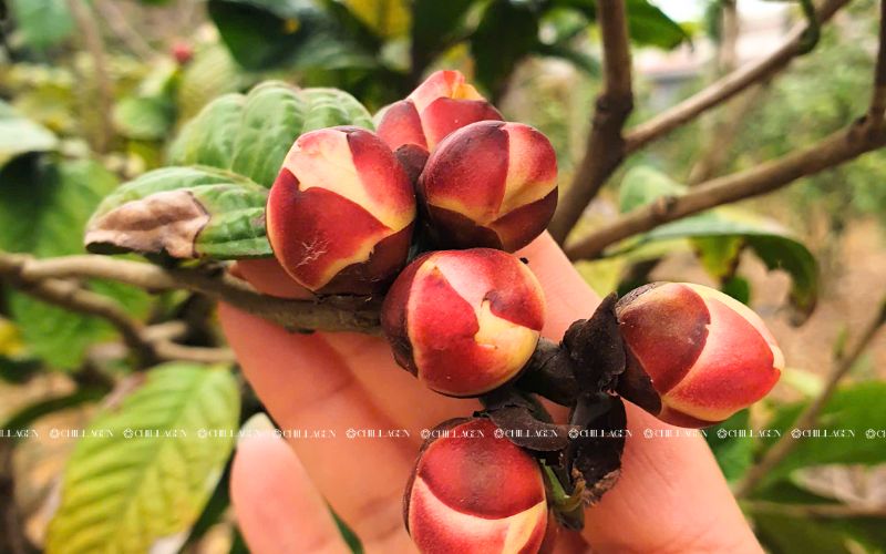 Môi trường sống lý tưởng của Trà Hoa Vàng