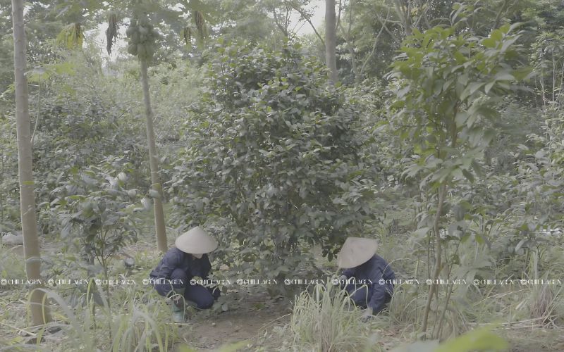 Lý do cây Trà Hoa Vàng Cổ Thụ được giới Y Học Và Dược Liệu săn đón 2 Lý do cây Trà Hoa Vàng Cổ Thụ được giới Y Học Và Dược Liệu săn đón