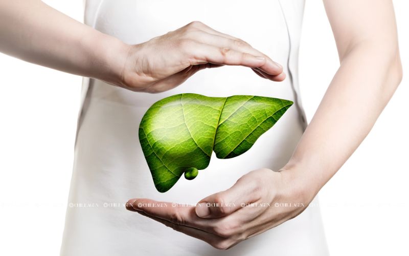 Lý do cây Trà Hoa Vàng Cổ Thụ được giới Y Học Và Dược Liệu săn đón 5 Lý do cây Trà Hoa Vàng Cổ Thụ được giới Y Học Và Dược Liệu săn đón