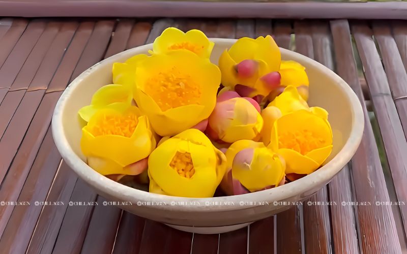Lý do cây Trà Hoa Vàng Cổ Thụ được giới Y Học Và Dược Liệu săn đón 7 Lý do cây Trà Hoa Vàng Cổ Thụ được giới Y Học Và Dược Liệu săn đón