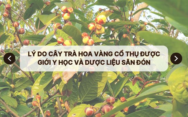 cay tra hoa vang co thu