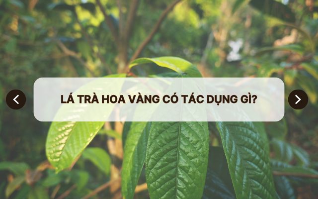 la tra hoa vang co tac dung gi