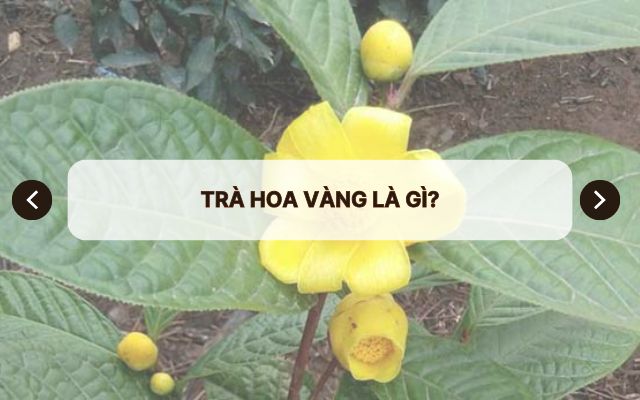 Trà hoa vàng là gì?