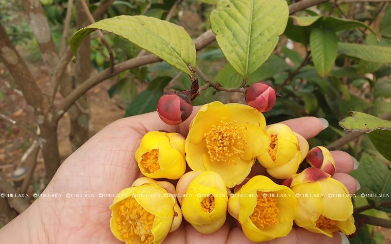 Trà Hoa Vàng làm đẹp da tự nhiên: Bí quyết sáng da, ngừa lão hóa 1 Trà Hoa Vàng làm đẹp da tự nhiên: Bí quyết sáng da, ngừa lão hóa