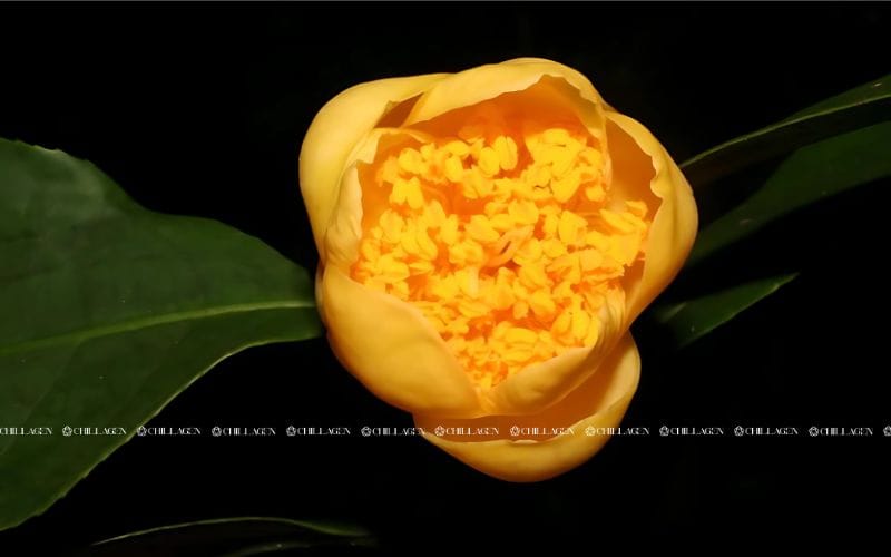  Trà Hoa Vàng uống như thế nào để giúp cơ thể hấp thụ tốt hơn