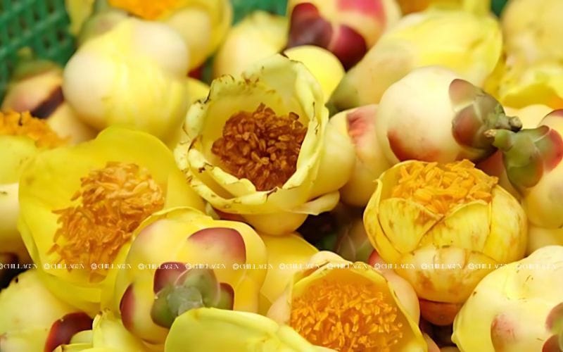 Trà hoa vàng có ảnh hưởng đến dạ dày không?