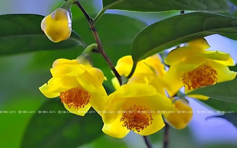 Trà hoa vàng có ảnh hưởng đến dạ dày không?