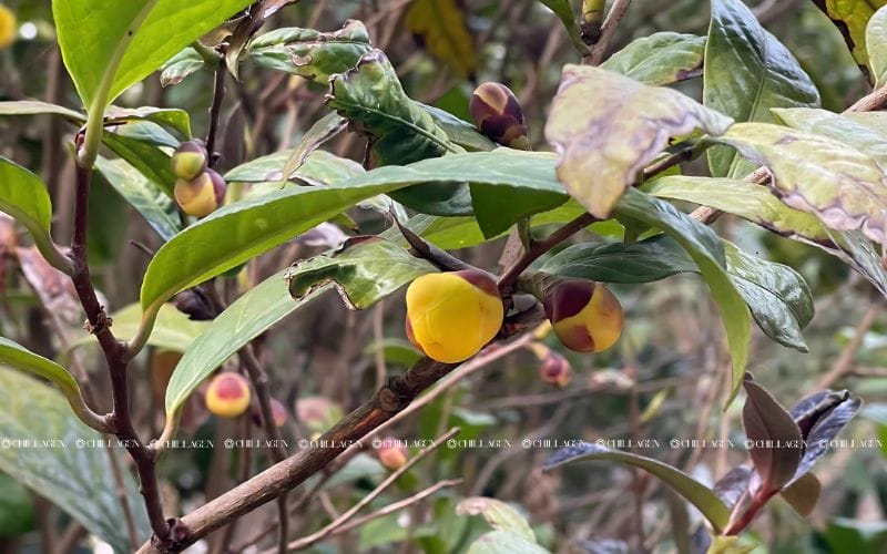 Trà Hoa Vàng giúp giảm stress: Sự thật hay lời đồn? 1 Trà Hoa Vàng Giảm Stress – Bí Quyết Giữ Tâm Trí An Lạc Từ Thiên Nhiên