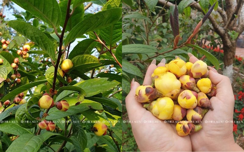 Trà Hoa Vàng Hạ Đường Huyết – Giải Pháp Tự Nhiên Cho Người Tiểu Đường