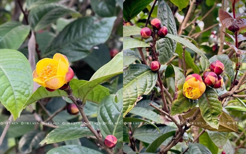 Trà Hoa Vàng Hỗ Trợ Hạ Huyết Áp – Bí Quyết Tự Nhiên Cho Tim Mạch Khỏe Mạnh