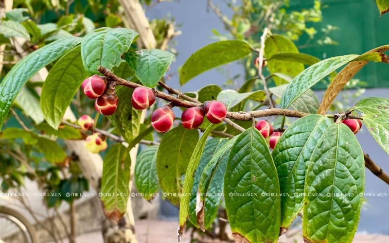 Trà Hoa Vàng Hỗ Trợ Tim Mạch – Giải Pháp Tự Nhiên Bảo Vệ Trái Tim Khỏe Mạnh