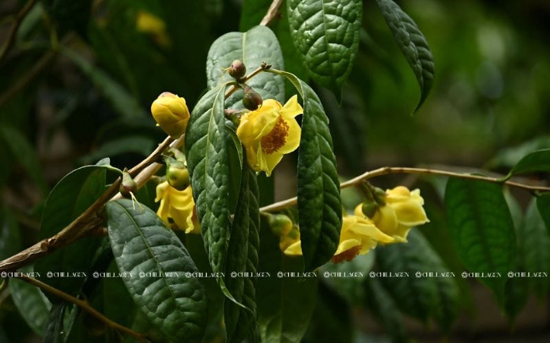 Trà Hoa Vàng Mát Gan Giải Độc: Bí Quyết Thanh Lọc Cơ Thể Tự Nhiên & Hiệu Quả