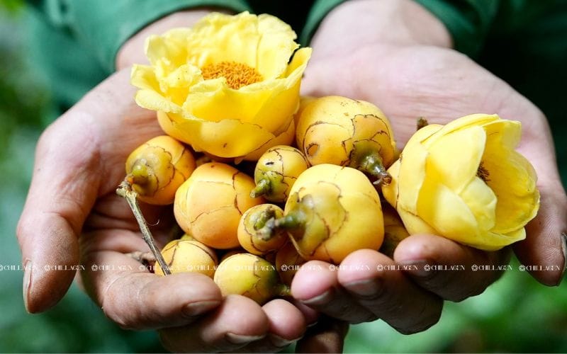 Trà hoa vàng kháng viêm – Giải pháp tự nhiên cho sức khỏe và làn da 4 Trà hoa vàng kháng viêm