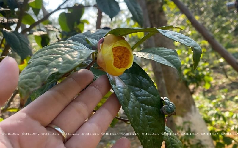 Cách ngâm rượu Trà hoa vàng chuẩn: Bí quyết giữ trọn dược tính quý 1 Cách ngâm rượu trà hoa vàng chuẩn: Bí quyết giữ trọn dược tính quý