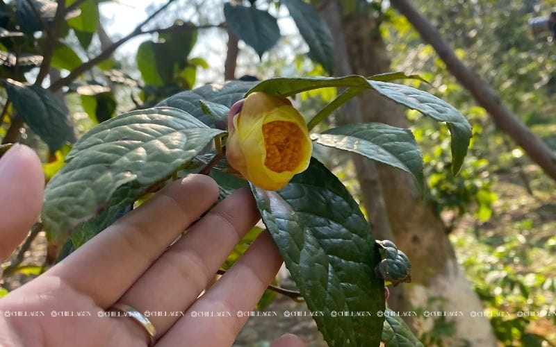 Cách ngâm rượu Trà hoa vàng chuẩn: Bí quyết giữ trọn dược tính quý 2 Cách ngâm rượu trà hoa vàng chuẩn: Bí quyết giữ trọn dược tính quý