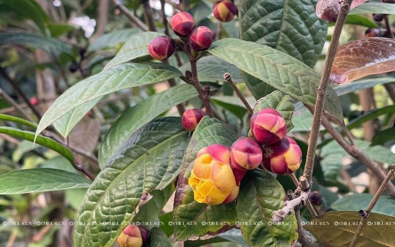 Trà hoa vàng trị quầng thâm mắt: Bí quyết tự nhiên cho đôi mắt tươi trẻ 3 Trà hoa vàng trị quầng thâm mắt: Bí quyết tự nhiên cho đôi mắt tươi trẻ