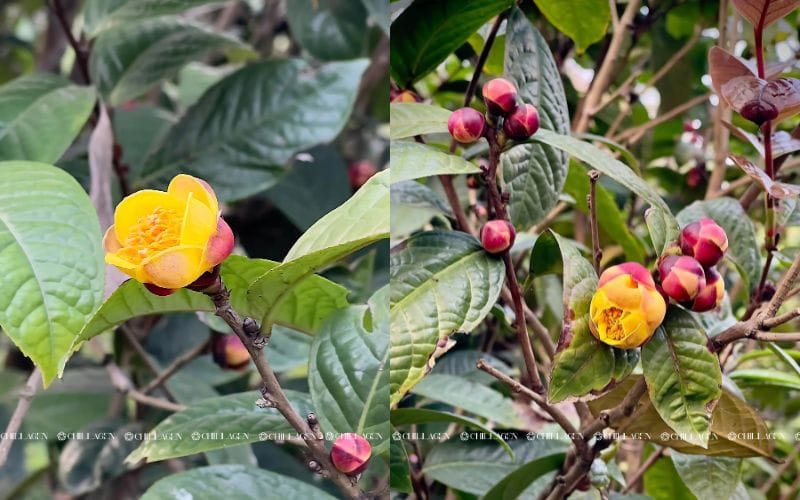 Trà Hoa Vàng tươi hay khô loại nào tốt hơn? So sánh chi tiết và cách chọn đúng 1 Trà Hoa Vàng Tươi Hay Khô Loại Nào Tốt Hơn? So Sánh Chi Tiết Và Cách Chọn Đúng