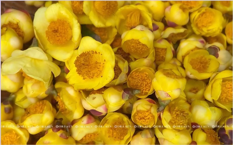 Uống Bao Nhiêu Trà Hoa Vàng Mỗi Ngày Là Tốt Cho Sức Khỏe?