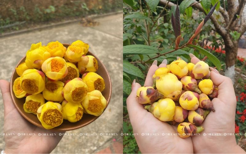 Uống trà thảo mộc có tốt không? Lợi ích, lưu ý và cách sử dụng đúng cách 3 Uống Trà Thảo Mộc Có Tốt Không? Lợi Ích, Lưu Ý Và Cách Sử Dụng Đúng Cách